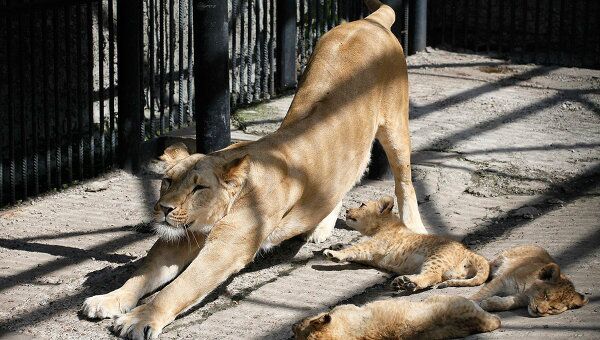 Африканские львы в зоопарке Роев Ручей 