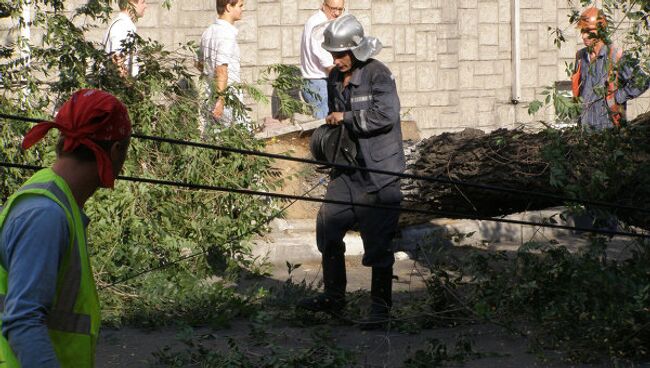 Упавшее дерево. Архив