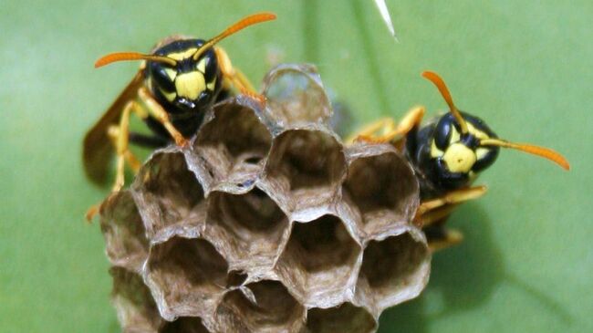 Гнездо бумажных ос Polistes dominulus