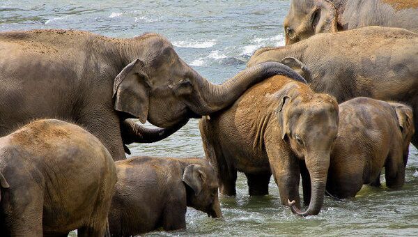 Слоновий питомник на Шри-Ланке. Архив
