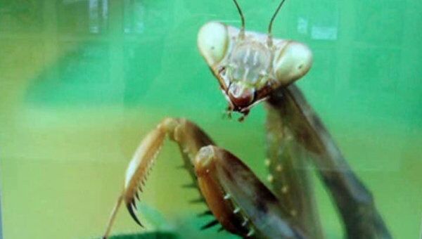 Гигантские насекомые на выставке в биологическом музее им. Тимирязева