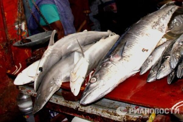 Акулята на рыбном рынке в индийском городе Пондишери (Пудучерри)