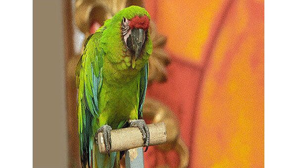 Сторожевые попугайчики: как они спасают жизнь и добро своих хозяев