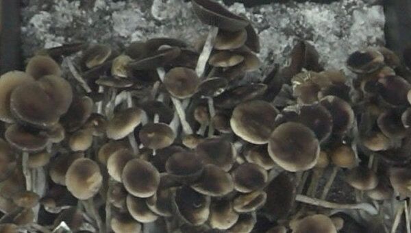 Галлюциногенные грибы
