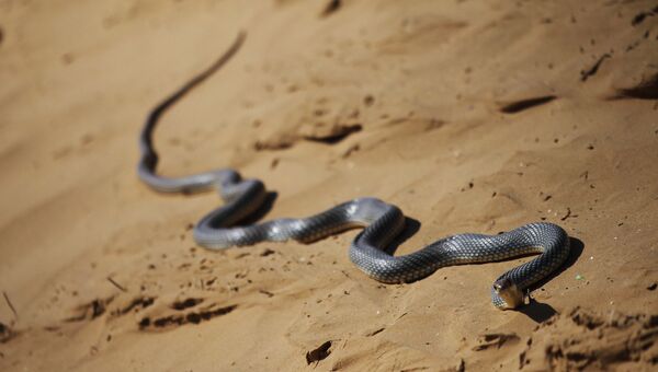 Змея ползет по песку. Архивное фото
