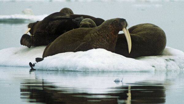 Моржи в заповеднике Остров Врангеля в Северном Ледовитом океане. Архив