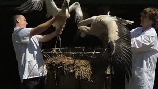 Польские зоологи откармливают раненых аистов мясом и учат летать