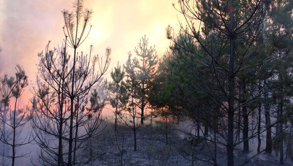 Тушение лесного пожара. Архив