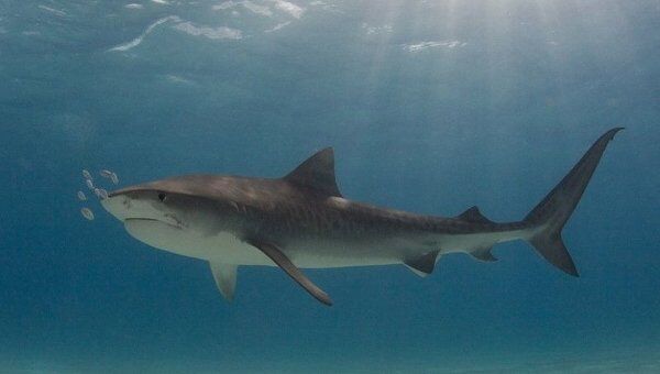В Приморье создан штаб по уничтожению акулы-людоеда