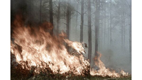 Лесной пожар. Архив