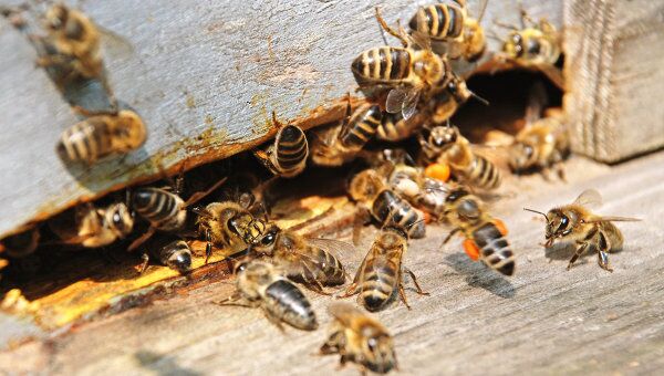 Ульи в пчеловодстве. Улей лежак