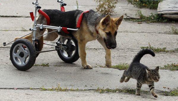 Парализованная собака в специальной инвалидной коляске