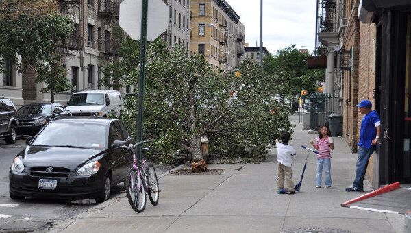 Последствия урагана Айрин в Нью-Йорке. Сваленное штормом дерево.