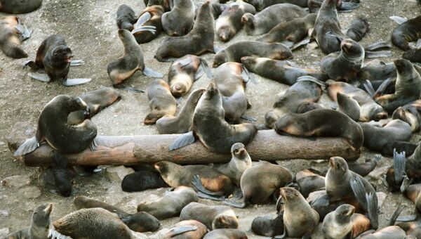 МПР изучает возможность запрета охоты на детенышей тюленей на Каспии