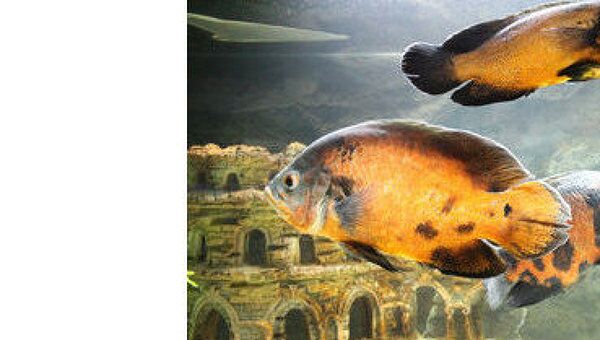 Пираньи, рыба-хирург и рыба-шар плавают под крышей омского музея