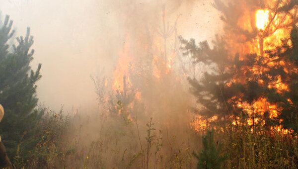 Площадь природных пожаров в России за сутки сократилась на треть