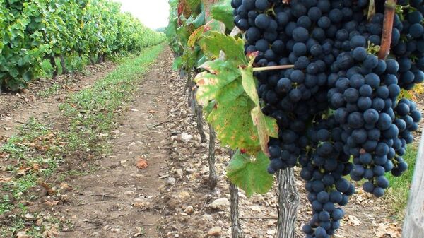 Виноградная плантация. Архивное фото