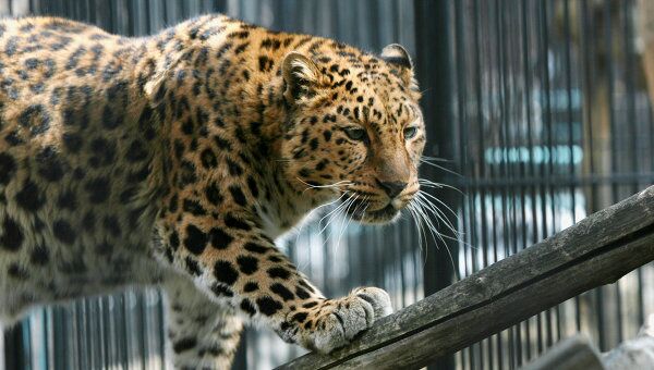 Найденного в Речнике леопарда в пятницу отвезут в Сочи