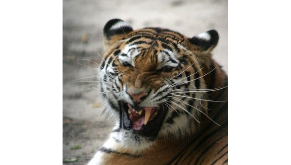 В нижегородском зоопарке поселится амурская тигрица