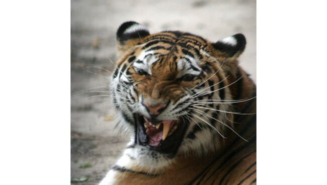 Амурский тигр в Дальневосточном зоосаде 