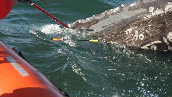 Экспедиция ИПЭЭ РАН по Программе «Серый кит» в Охотском море