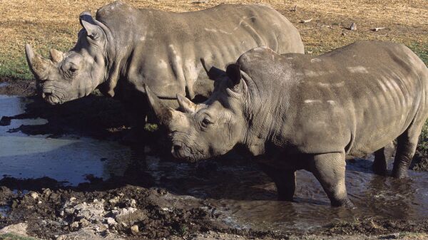 Белый носорог. Архивное фото