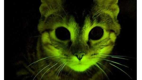 Светящаяся зеленая кошка с геном устойчивости к ВИЧ