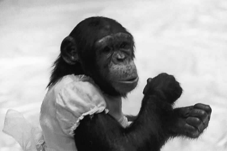 шимпанзе Калу шимпанзе Калу