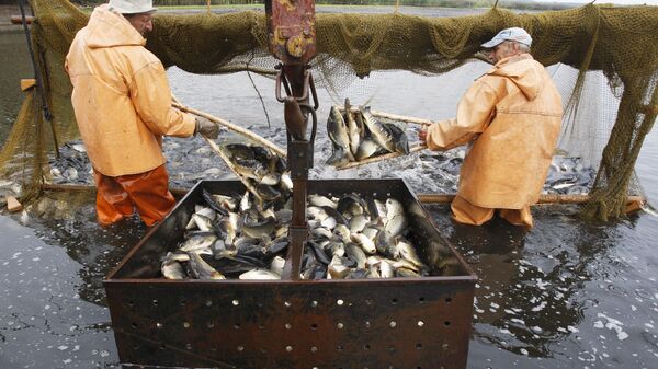 Отлов рыбы в рыбном хозяйстве