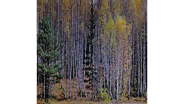 Челябинские власти направят более 600 млн рублей на сохранение лесного фонда