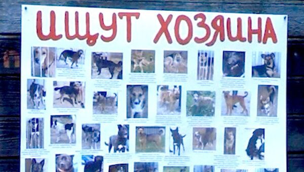 Брошенные собаки и кошки нашли новых хозяев на выставке в Вологде