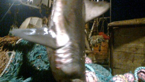 Рыболовы траулера Фортуна поймали акулу на Дальнем Востоке 