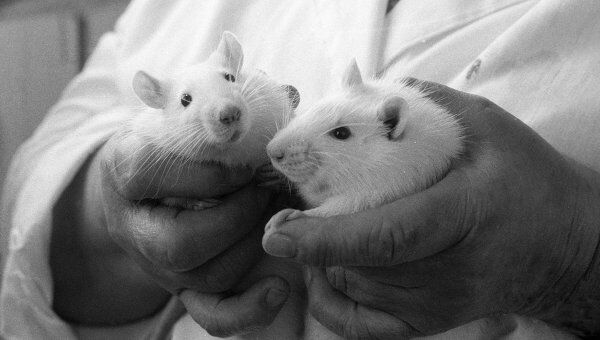 Японцы лечат бесплодие у мышей при помощи стволовых клеток семенников