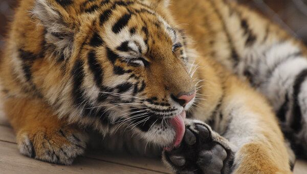 Тигриные страны приветствуют проведение в России форума по тигру