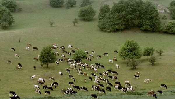 Стадо коров на выпасе