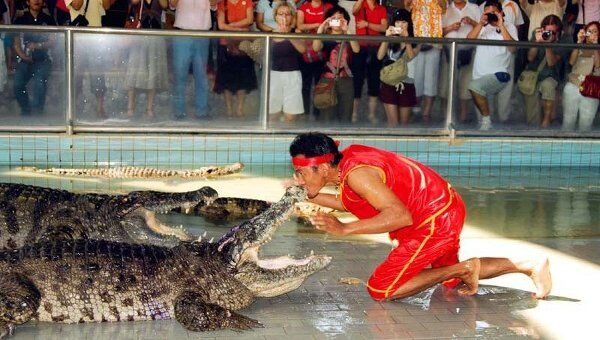 Крокодилы туристического зоопарка Million Year Stone Park and Crocodile Farm в Таиланде 