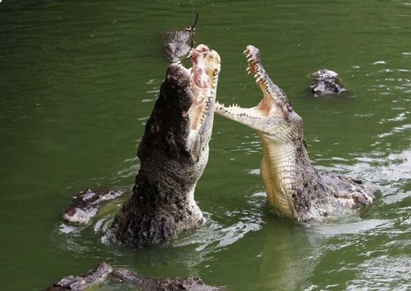 Крокодиловая ферма в Таиланде