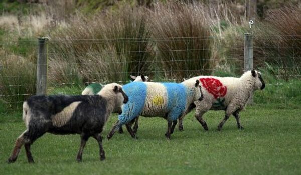 Овцы, раскрашенные в цвета команд Новой Зеландии, Аргентины и Англии по регби