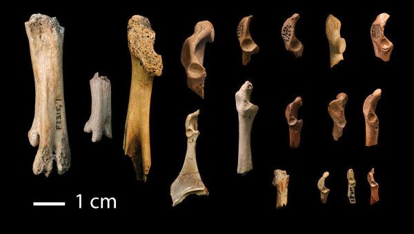 “Вороньи” кости древних птиц, обнаруженные в Маастрихтском геологическом ярусе 