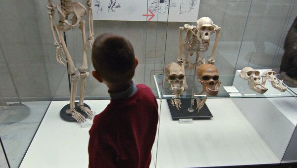 Юный посетитель осмотрел постоянную экспозицию Государственного Дарвиновского музея.