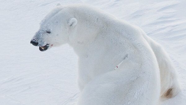 Белый медведь на архипелаге Земля Франца-Иосифа.