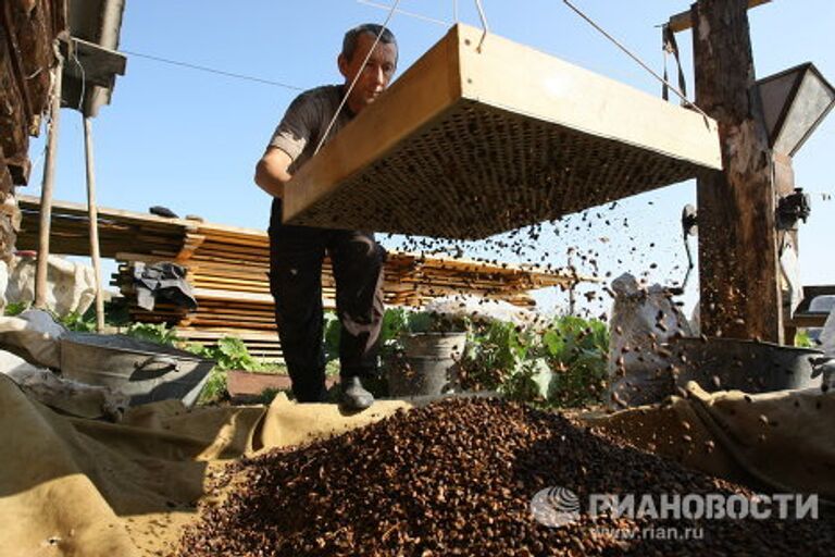 Заготовка кедровых орехов в Чойском районе Республики Алтай