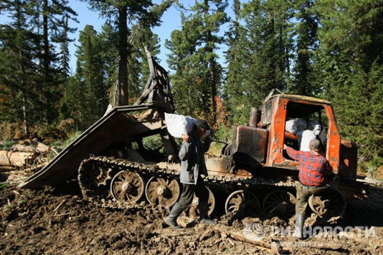 Заготовка кедровых орехов в Чойском районе Республики Алтай