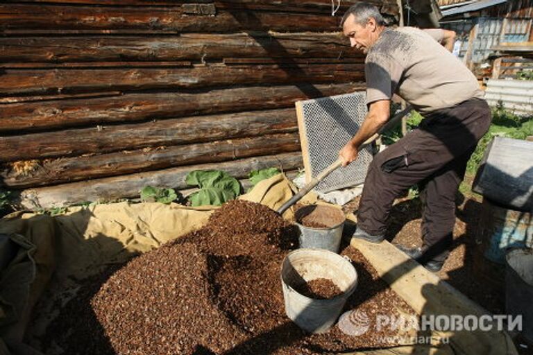 Заготовка кедровых орехов в Чойском районе Республики Алтай