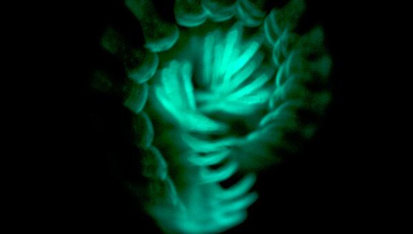 Зловещий зеленый свет свернувшейся в клубок многоножки