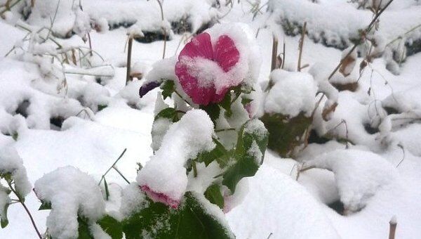 Циклон принес в Читу первый снег