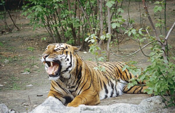 Амурский тигр в Московском зоопарке 