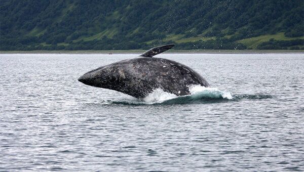 Серый кит. Архив