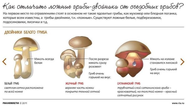 Как отличить ложные грибы