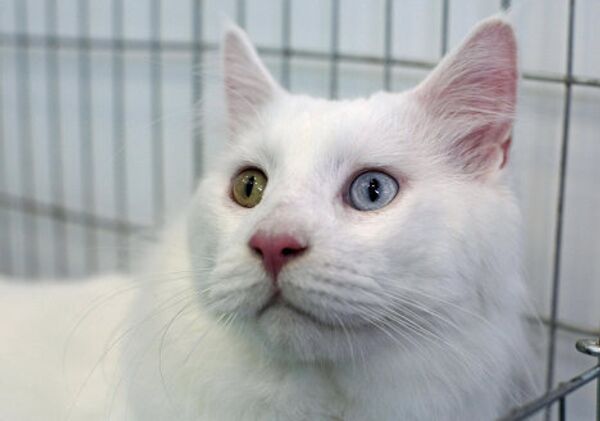 Кот мейн-кун с разноцветными глазами